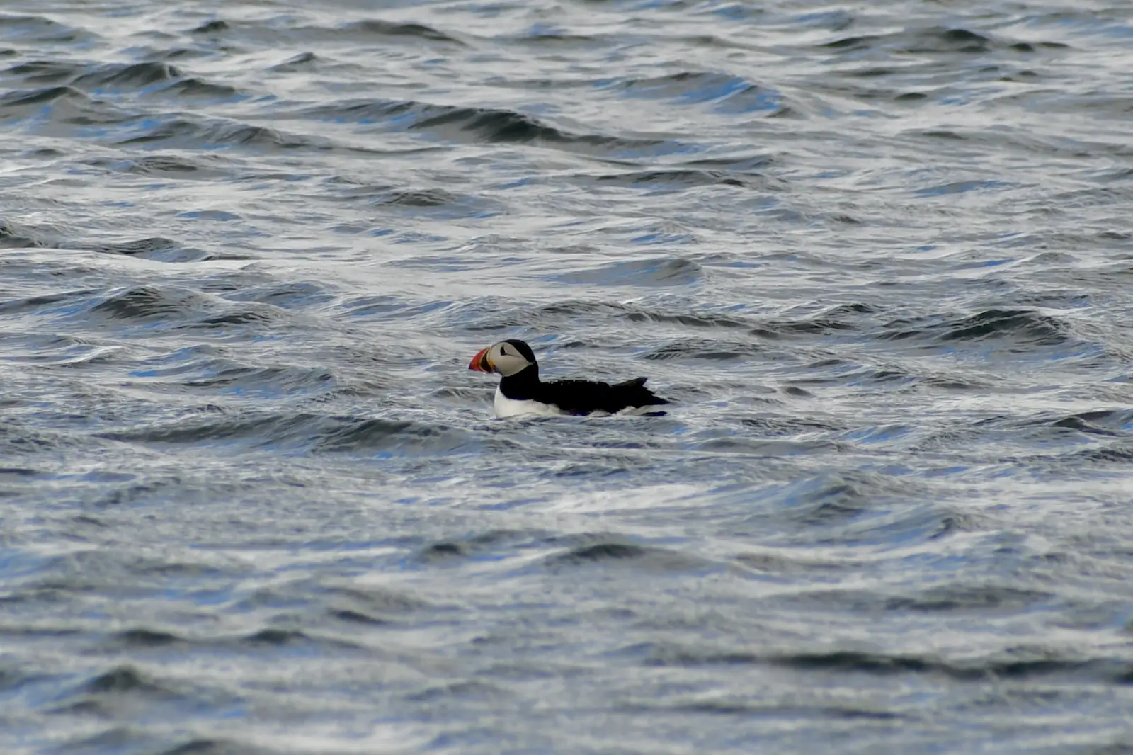 Lunnefågel på vattnet nära Reykjavik
