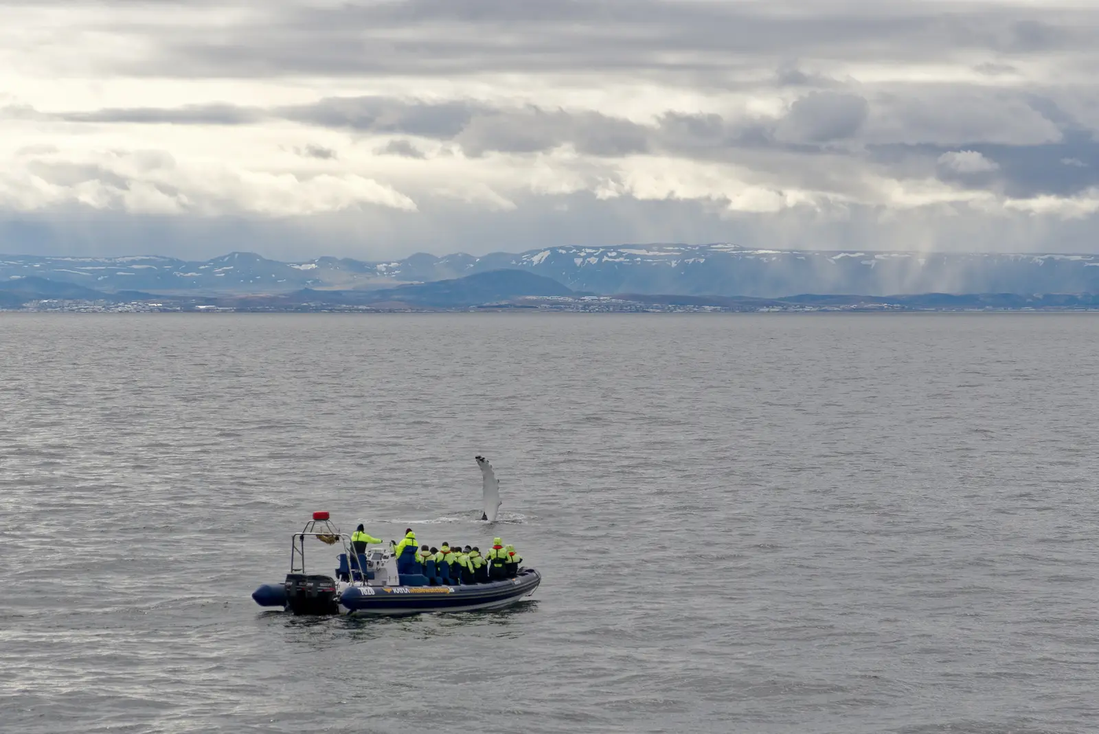 Knölval under valsafari i Faxaflói utanför Reykjavik